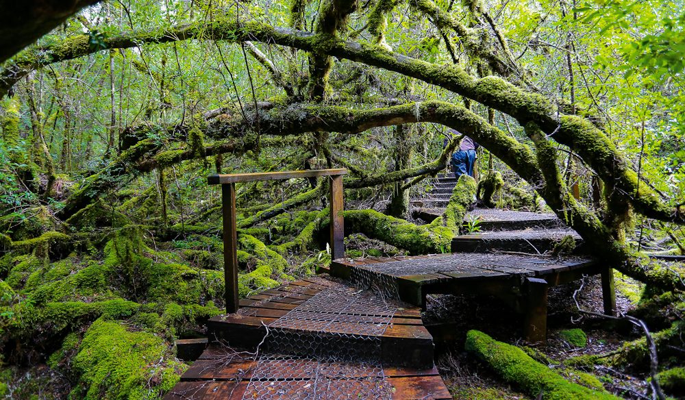 Styx Big Tree Reserve Tasmania