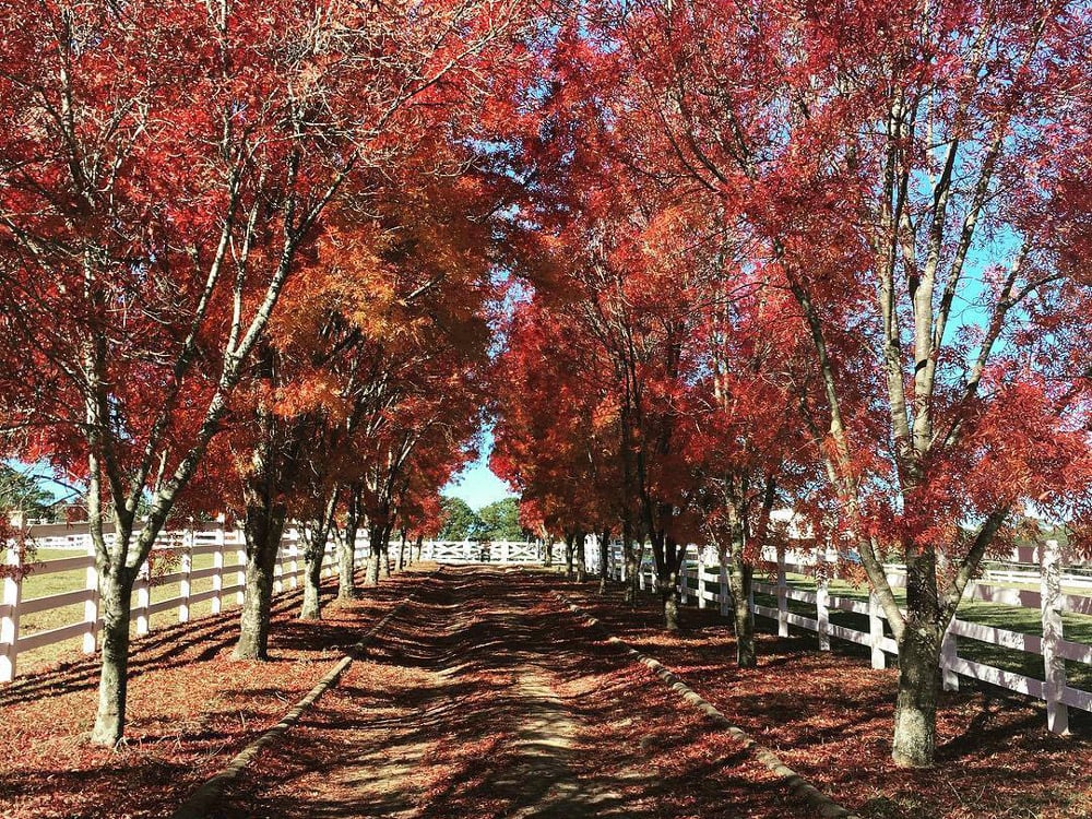 bilpin autumn nsw