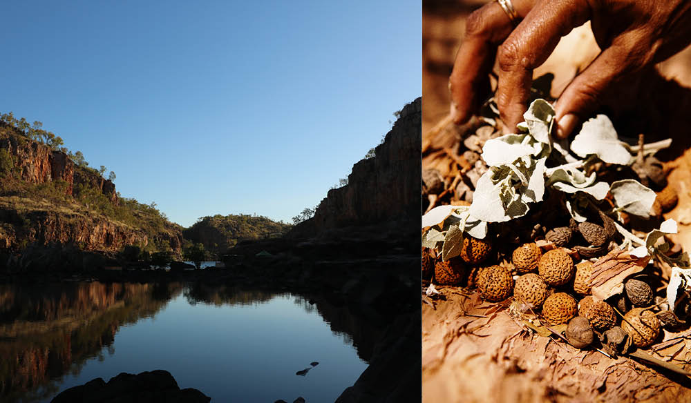 bush food native Katherine river