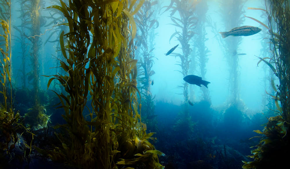 tasmania kelp forest snorkelling