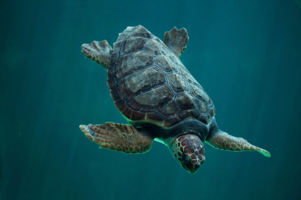 Loggerhead experience turtle bundaberg queensland viewing Mon repos