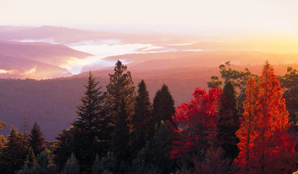 Blue Mountains Botanic Garden sits on the summit of Mount Tomah