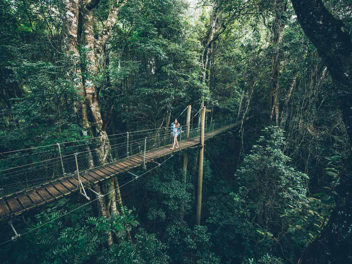 a woman passing through O'Reilly's Tree Top Walk, Lamington National Park