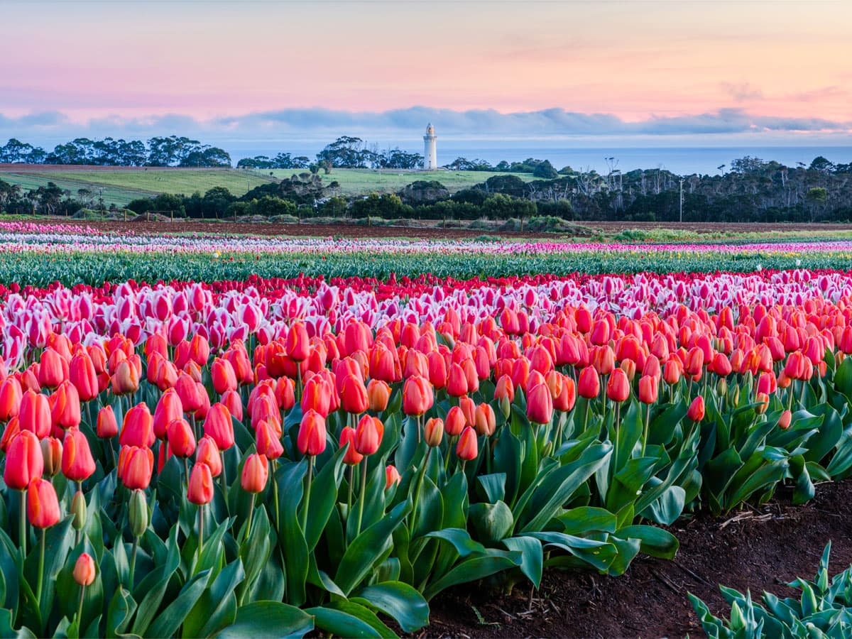 Table Cape Tulip Farm in Wynyard, Tasmania