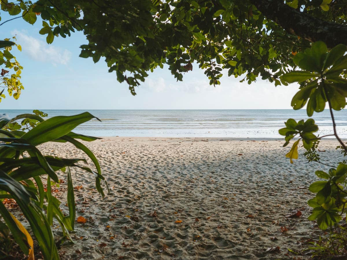 Looking through trees to Cape Tribulation Beach. (Image: Tourism and Events Queensland)