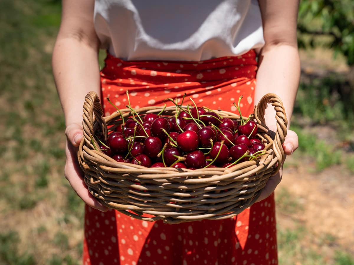 Valley Fresh Cherries in Young NSW