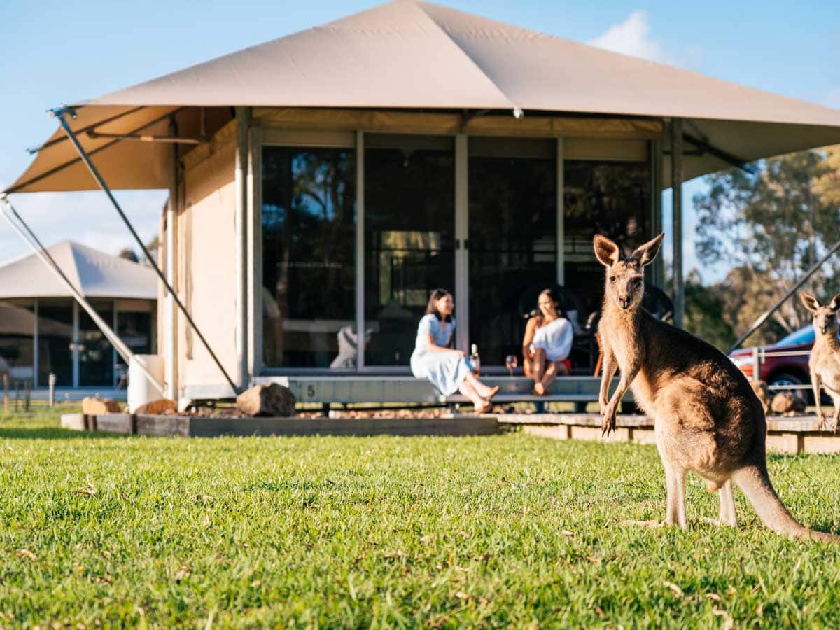 a kangaroo at Habitat Noosa Everglades Ecocamp