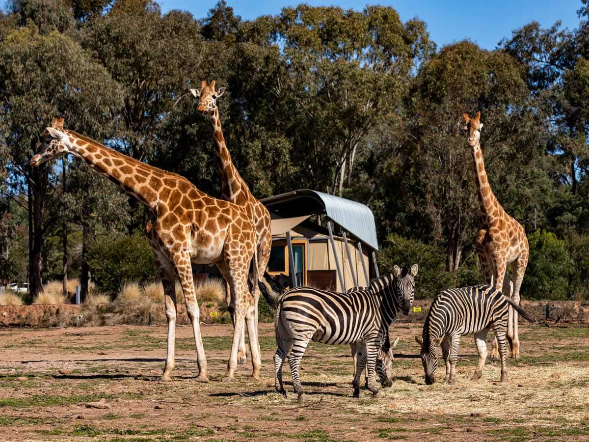 Taronga Western Plains Zoo in Dubbo