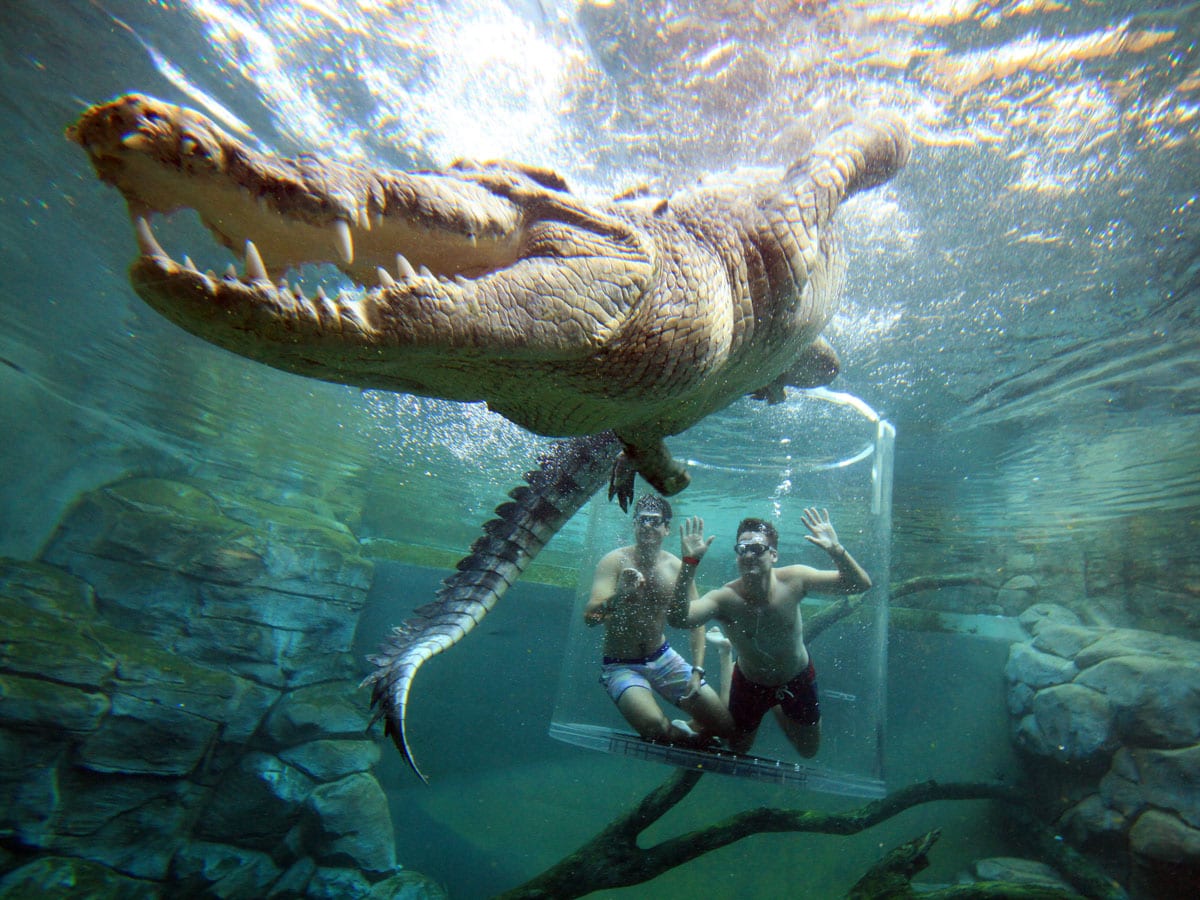 a crocodile encounter at the Cage of Death, Crocosaurus Cove