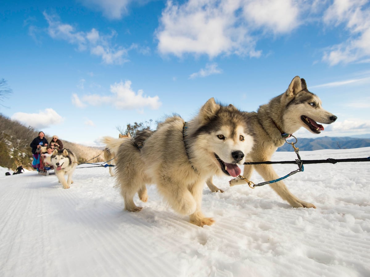 9 exciting ways to experience the snow in Australia