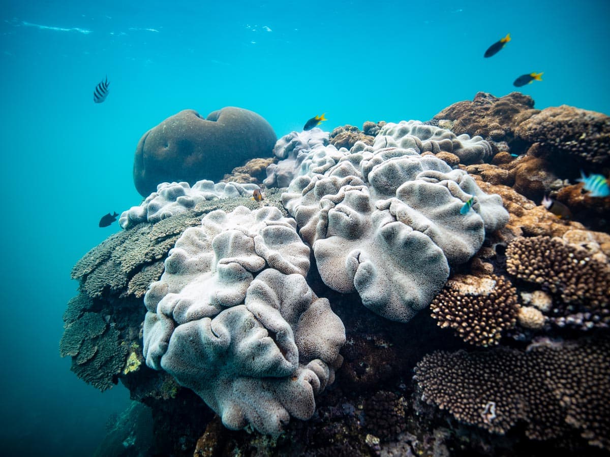 Fish and coral underwater at Coral Bay, a snorkelling spot in WA.