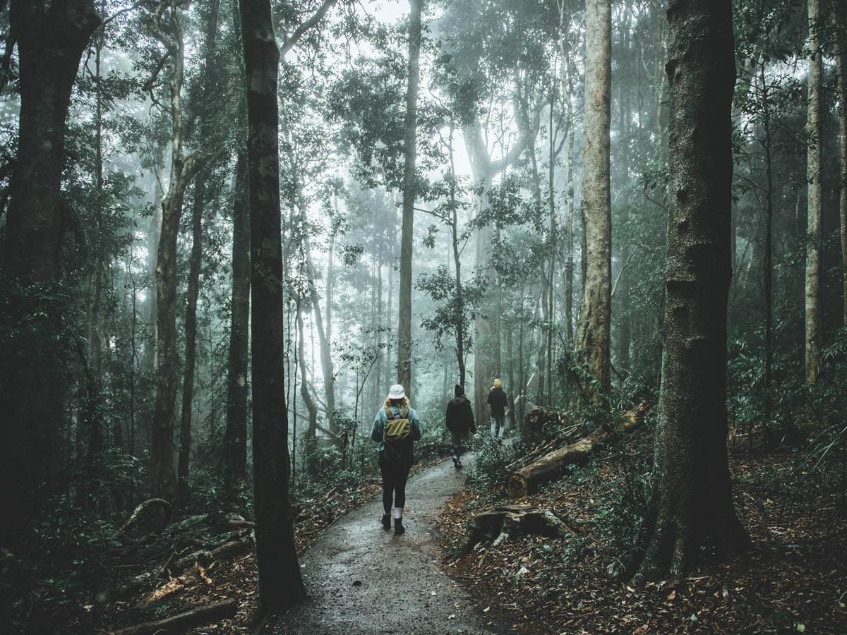 Friends enjoying the scenery along the Crystal Shower Falls walk in Dorrigo National