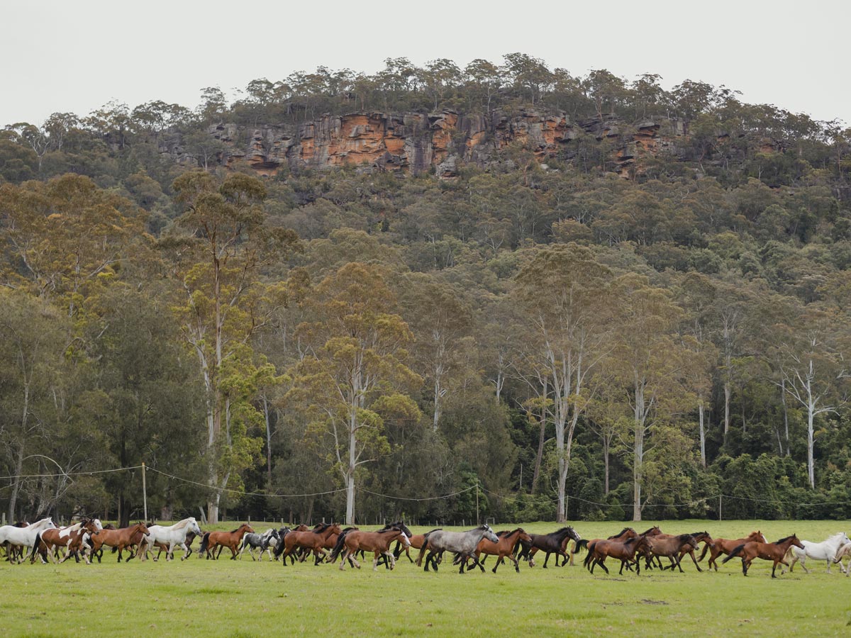 Glenworth Valley horses