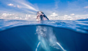 a whale breaching out of the water in Hervey Bay