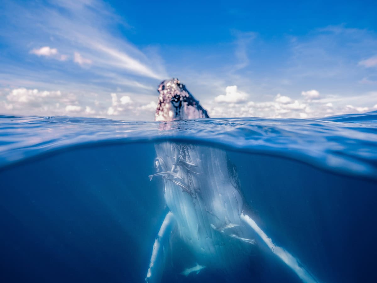 a whale breaching out of the water in Hervey Bay