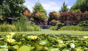 waterlilies in the pond of Mayfield Garden