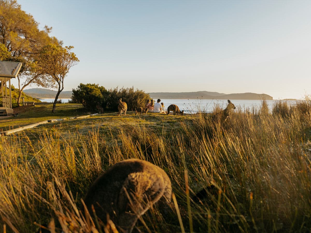 a family sitting together with kangaroos facing the beach at NRMA Murramarang Beachfront Holiday Resort