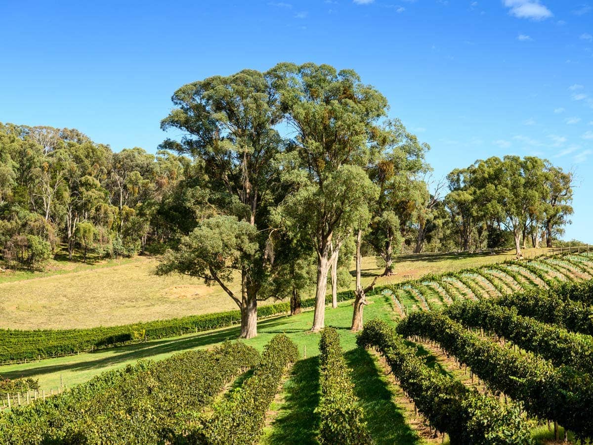 the Ringer Reef Winery vineyard is sprawling across Alpine Valley in Bright