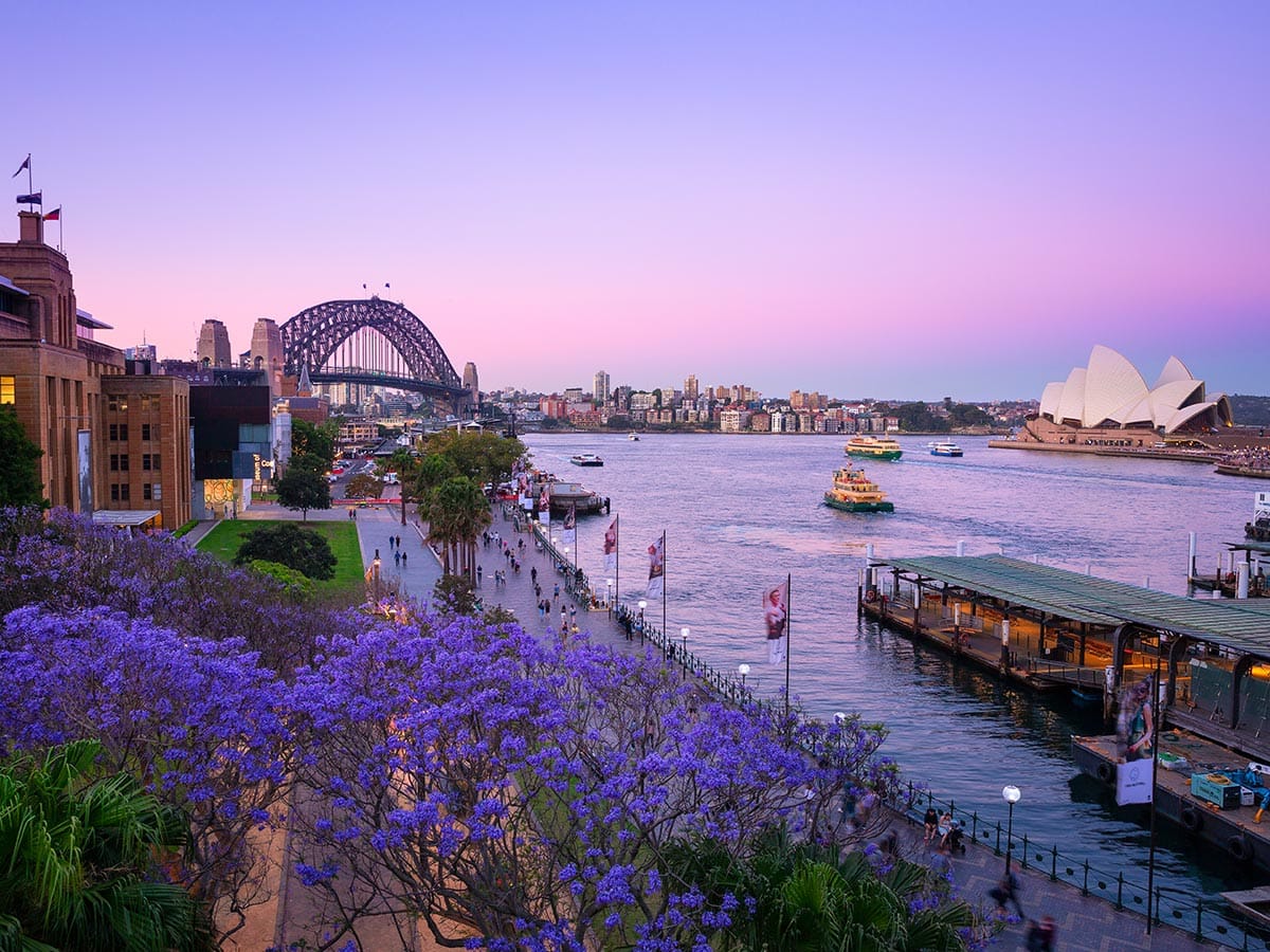 view of Circular Quay from The Rocks with jacrandas in the spring