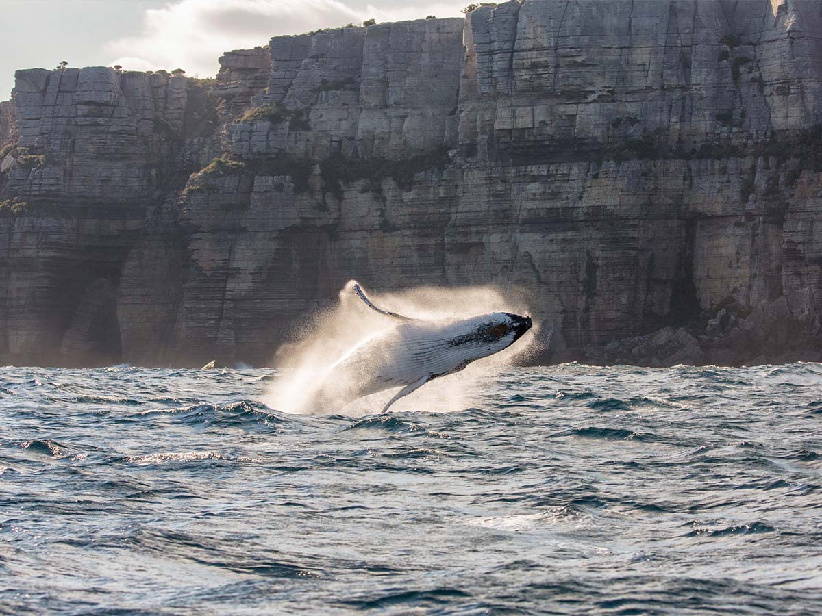 Jervis Bay Whale