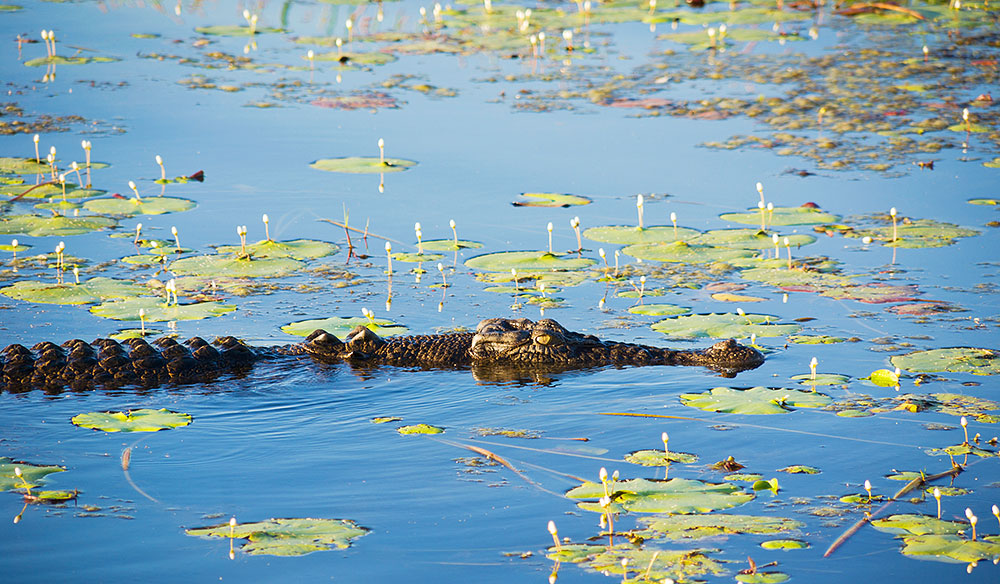 Crocodile, Kakadu National Park