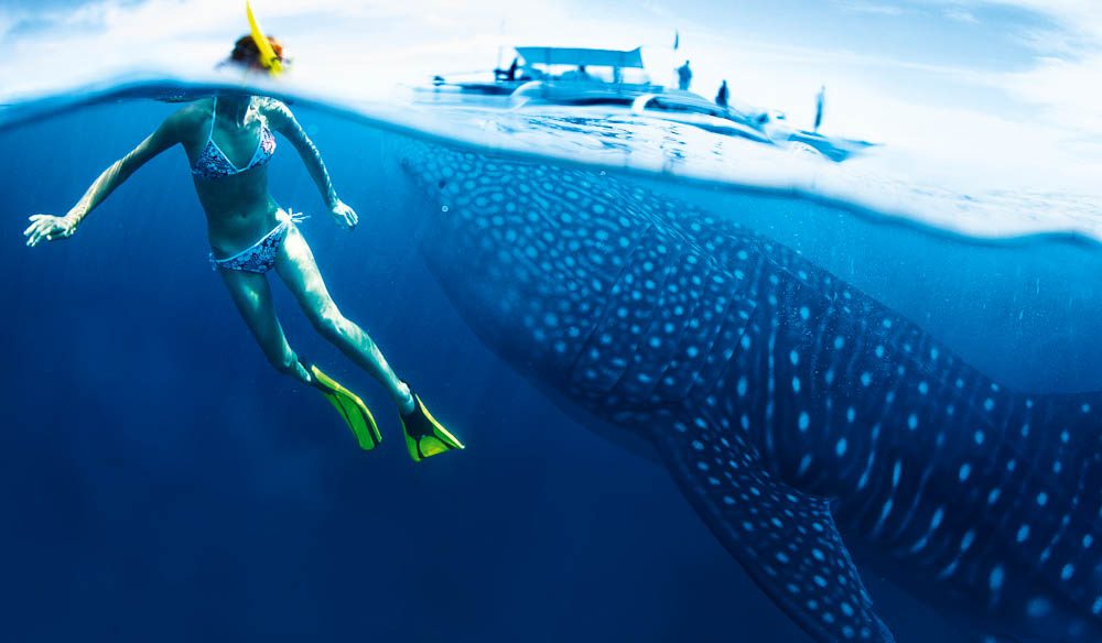 A close encounter with Ningaloo's whale sharks