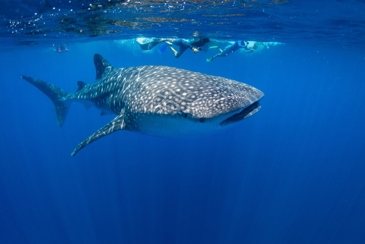 Snorkelling with whale sharks off Christmas Island