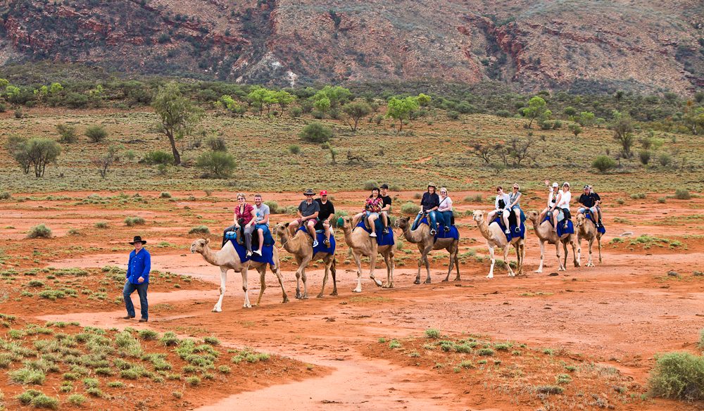 Exploring the outback ochre terrain aboard Trillion, Pixie, Dock, Ruby, Saleh, Anna and Odin from Pyndan Camel Tracks, south west of Alice Sp