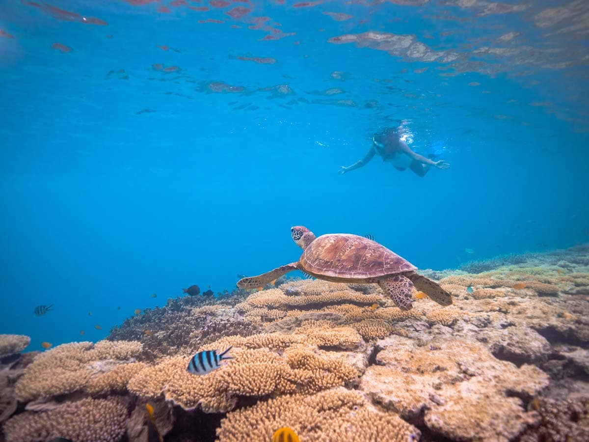 a lady snorkelling on the reef off Lady Musgrave Island looking at a turtle and colourful fish life