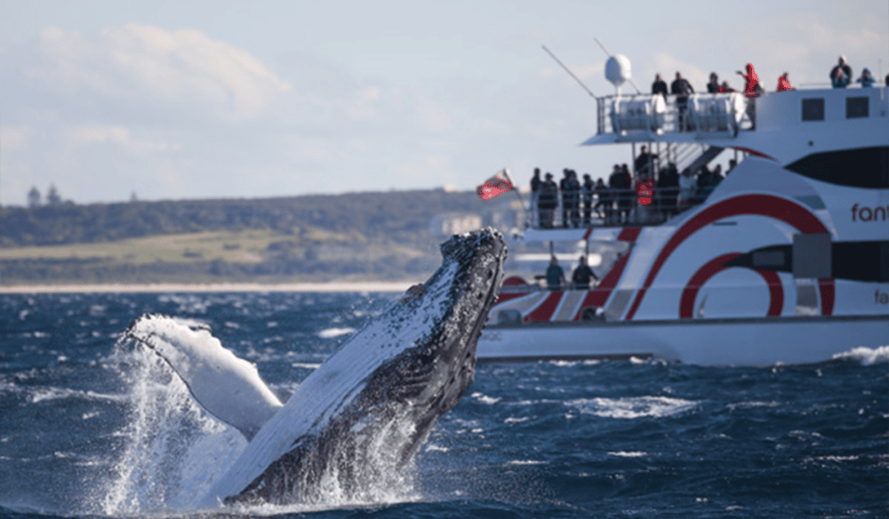 Whale Watching Sydney