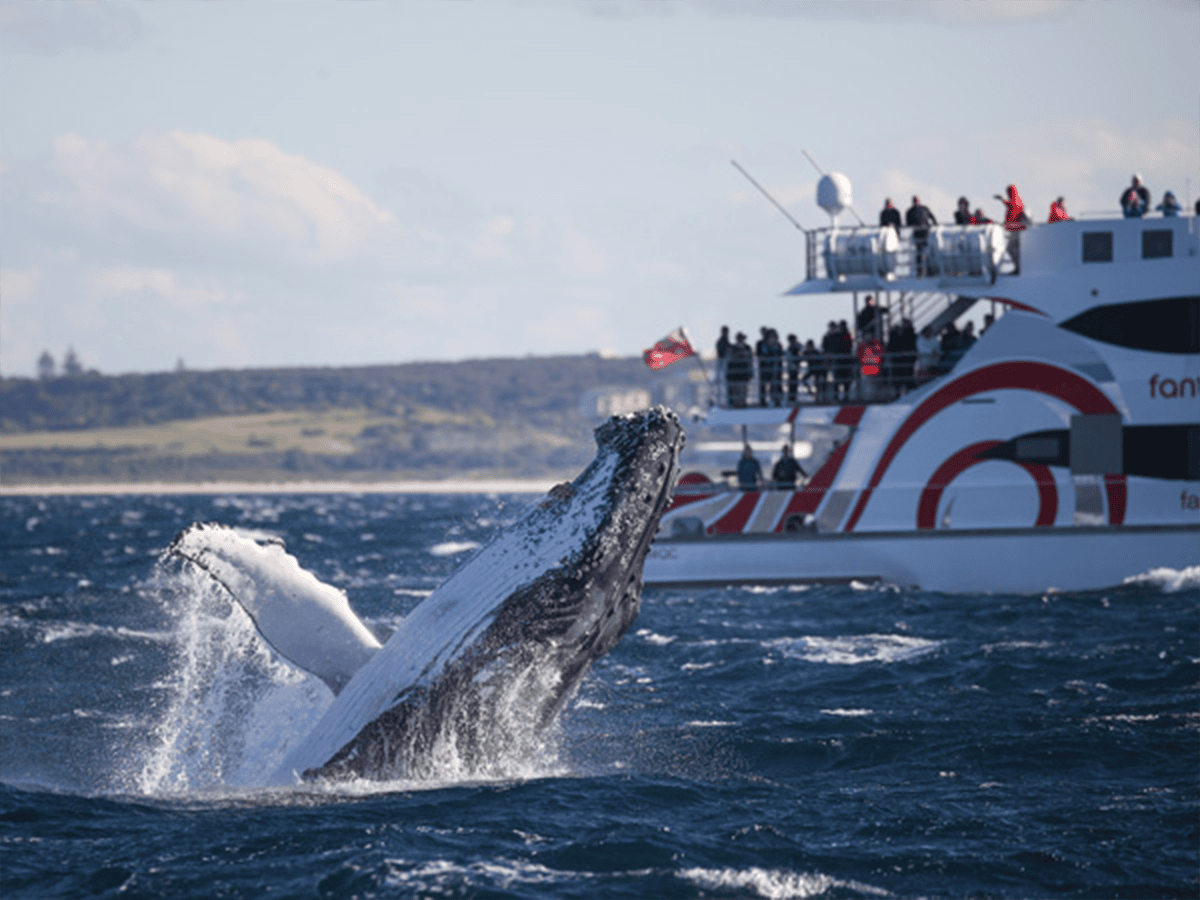 Whale Watching Sydney